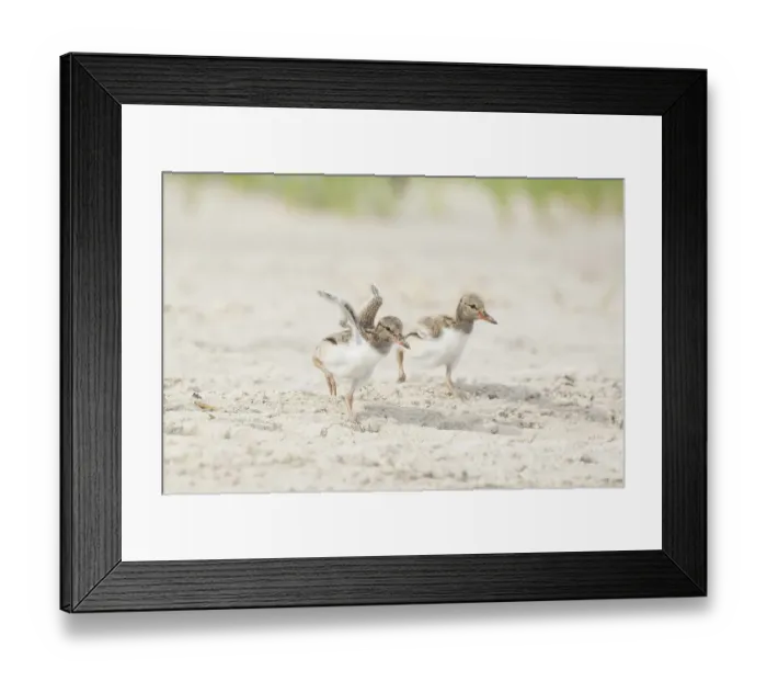 Framed Print : Two half-grown American oystercatchers (Haematopus palliatus) chicks running along sandy beach. Long Island, New York, USA. June Framed Print : Two half-grown American oystercatchers (Haematopus palliatus) chicks running along sandy beach. Long Island, New York, USA. June