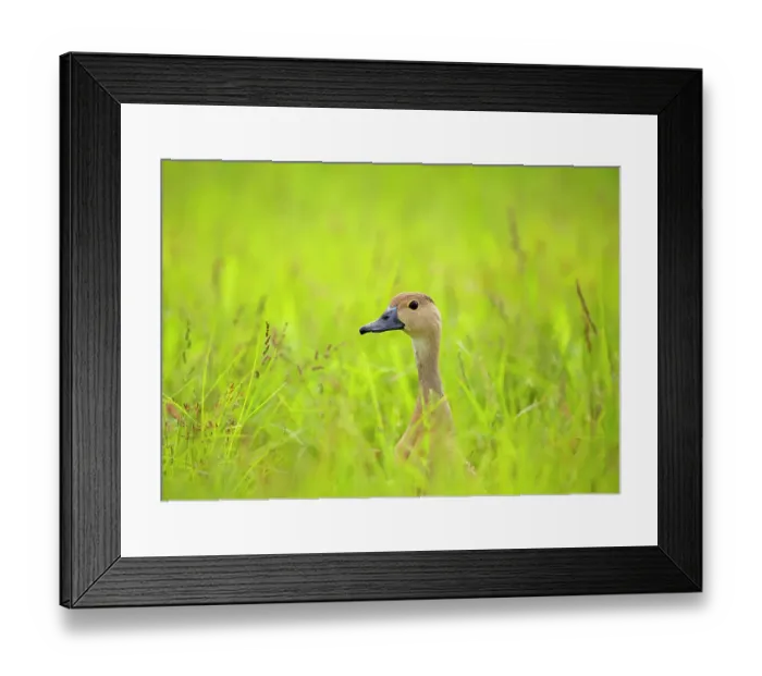 Framed Print : Lesser whistling duck (Dendrocygna javanica) standing in long grass, Uran, Maharashtra, India Framed Print : Lesser whistling duck (Dendrocygna javanica) standing in long grass, Uran, Maharashtra, India