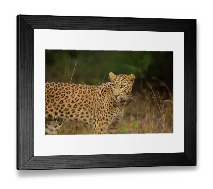 Framed Print : Leopard (Panthera pardus) standing in grassland, India Framed Print : Leopard (Panthera pardus) standing in grassland, India