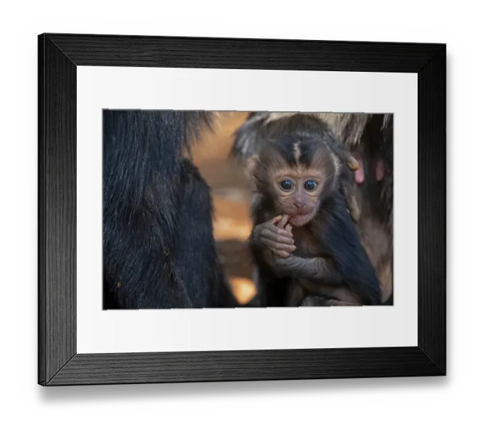 Framed Print : Lion-tailed macaque (Macaca silenus) infant, sitting among the troop with its finger in its mouth, Valparai, Tamil Nadu, India Framed Print : Lion-tailed macaque (Macaca silenus) infant, sitting among the troop with its finger in its mouth, Valparai, Tamil Nadu, India