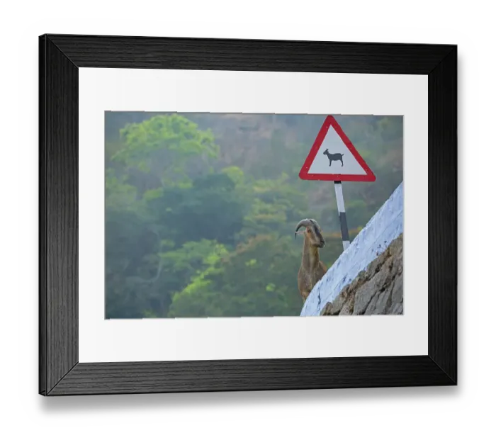 Framed Print : Nilgiri tahr (Nilgiritragus hylocrius) standing next to road signage meant to warn vehicles about the possible road crossings of tahrs in the area, Valparai, Tamil Nadu, India Framed Print : Nilgiri tahr (Nilgiritragus hylocrius) standing next to road signage meant to warn vehicles about the possible road crossings of tahrs in the area, Valparai, Tamil Nadu, India