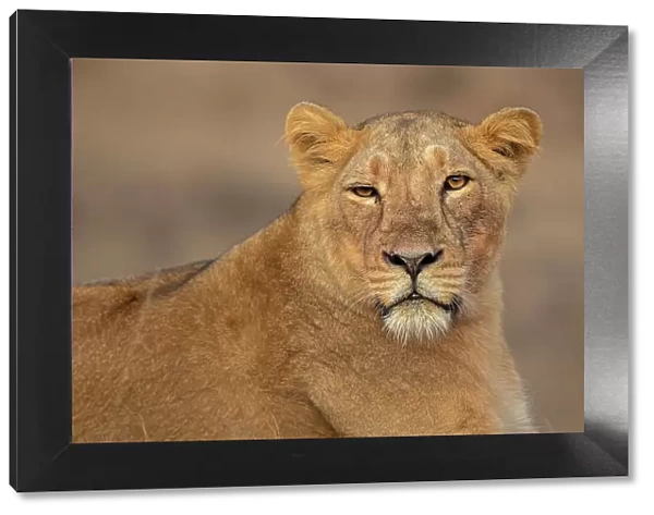 Asiatic lion (Panthera Leo persica) female, portrait, Gir National Park, Gujarat, India