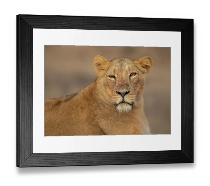 Framed Print : Asiatic lion (Panthera Leo persica) female, portrait, Gir National Park, Gujarat, India Framed Print : Asiatic lion (Panthera Leo persica) female, portrait, Gir National Park, Gujarat, India