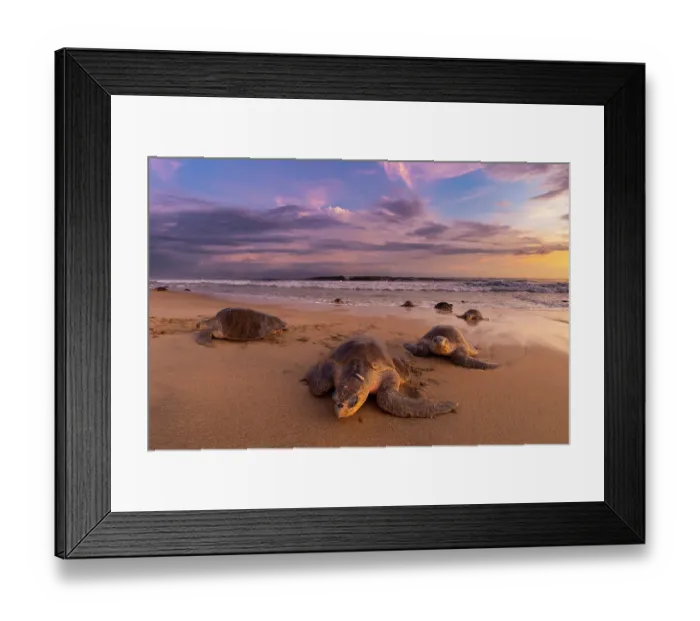Framed Print : Female Olive ridley turtles (Lepidochelys olivacea) coming ashore to nest while others leaves, at sunrise, during massive arribada. Playa Escobilla Sanctuary, Oaxaca, Mexico. Pacific Ocean Framed Print : Female Olive ridley turtles (Lepidochelys olivacea) coming ashore to nest while others leaves, at sunrise, during massive arribada. Playa Escobilla Sanctuary, Oaxaca, Mexico. Pacific Ocean