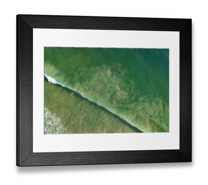 Framed Print : Aerial view of thousands of female Olive ridley turtles (Lepidochelys olivacea) approaching beach during massive arribada, with over 300, 000 females coming ashore to nest on 3 km of 15 km beach over period of three days and nights Framed Print : Aerial view of thousands of female Olive ridley turtles (Lepidochelys olivacea) approaching beach during massive arribada, with over 300, 000 females coming ashore to nest on 3 km of 15 km beach over period of three days and nights