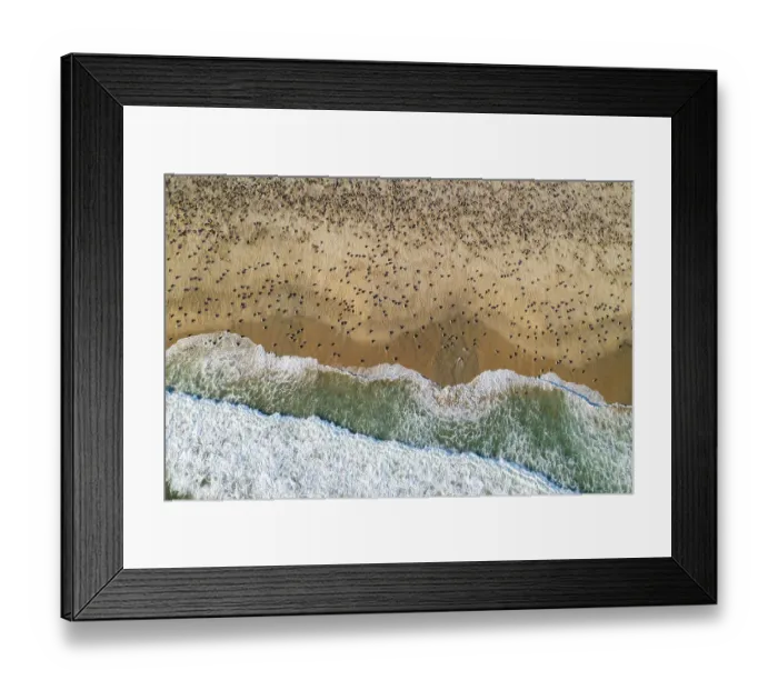 Framed Print : Aerial view of massive arribada of Olive ridley turtle (Lepidochelys olivacea), with over 300, 000 females coming ashore to nest on 3 km of 15 km beach over period of three days and nights. Playa Escobilla Sanctuary, Oaxaca, Mexico. Pacific Ocean Framed Print : Aerial view of massive arribada of Olive ridley turtle (Lepidochelys olivacea), with over 300, 000 females coming ashore to nest on 3 km of 15 km beach over period of three days and nights. Playa Escobilla Sanctuary, Oaxaca, Mexico. Pacific Ocean