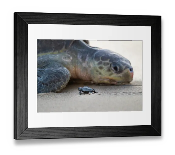 Framed Print : Nesting female Olive ridley turtle (Lepidochelys olivacea) passing new hatchling. Playa Escobilla Sanctuary, Oaxaca, Mexico