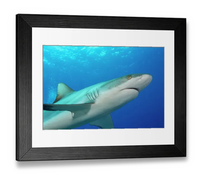 Framed Print : Grey reef shark (Carcharhinus amblyrhynchos) swimming, Yap, Micronesia, Pacific Ocean Framed Print : Grey reef shark (Carcharhinus amblyrhynchos) swimming, Yap, Micronesia, Pacific Ocean