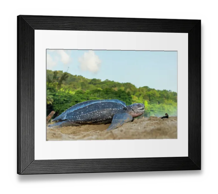 Framed Print : Leatherback turtle (Dermochelys coriacea) female, returning to sea after laying eggs in nest on beach, Grande Riviere, Trinidad Island, Trinidad & Tobago, Caribbean Framed Print : Leatherback turtle (Dermochelys coriacea) female, returning to sea after laying eggs in nest on beach, Grande Riviere, Trinidad Island, Trinidad & Tobago, Caribbean