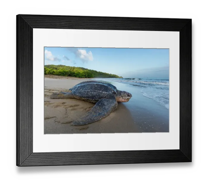 Framed Print : Leatherback turtle (Dermochelys coriacea) female, returning to sea after laying eggs in nest on beach, Grande Riviere, Trinidad Island, Trinidad & Tobago, Caribbean Framed Print : Leatherback turtle (Dermochelys coriacea) female, returning to sea after laying eggs in nest on beach, Grande Riviere, Trinidad Island, Trinidad & Tobago, Caribbean