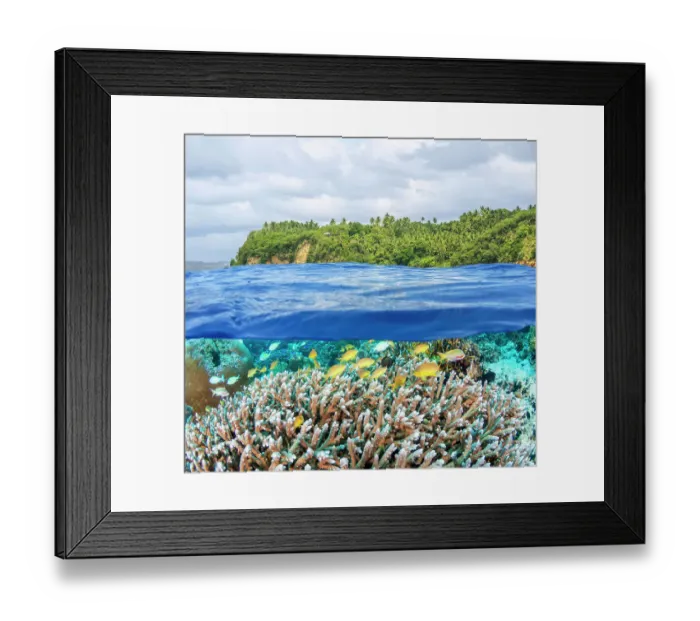 Framed Print : Coral reef with Threadfin anthias (Pseudanthias huchtii) shoal with Bluegreen chromis (Chromis viridis) amongst them, under shallow sea with a coconut tree forest in background, Philippines, Pacific Ocean. Split level composite shot Framed Print : Coral reef with Threadfin anthias (Pseudanthias huchtii) shoal with Bluegreen chromis (Chromis viridis) amongst them, under shallow sea with a coconut tree forest in background, Philippines, Pacific Ocean. Split level composite shot