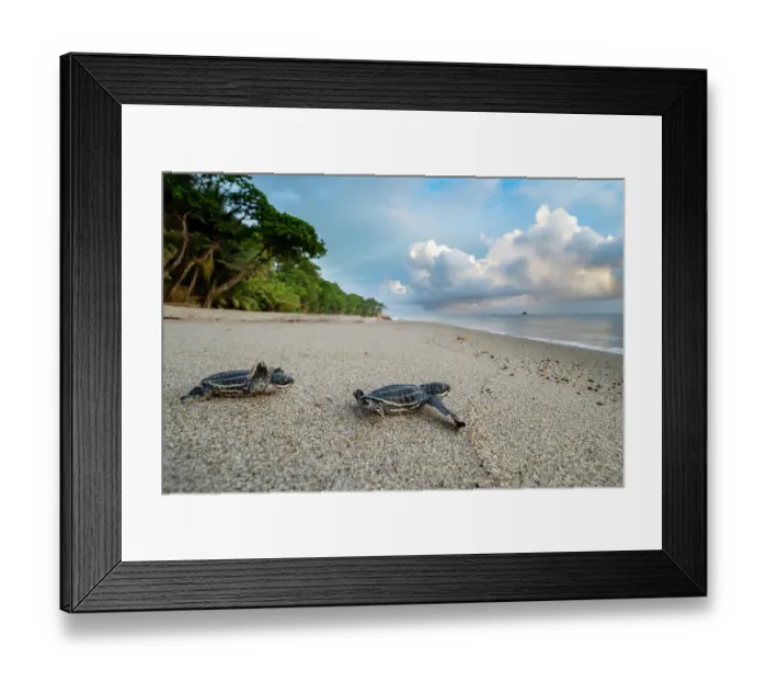 Framed Print : Two Leatherback turtle (Dermochelys coriacea) hatchlings moving across beach towards sea after leaving nest, Grande Riviere, Trinidad Island, Trinidad & Tobago, Caribbean Sea Framed Print : Two Leatherback turtle (Dermochelys coriacea) hatchlings moving across beach towards sea after leaving nest, Grande Riviere, Trinidad Island, Trinidad & Tobago, Caribbean Sea