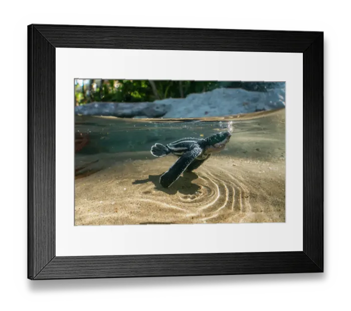 Framed Print : Leatherback turtle (Dermochelys coriacea) newly emerged hatchling swimming across a rainwater pool toward the sea, Grande Riviere, Trinidad Island, Trinidad & Tobago, Caribbean Framed Print : Leatherback turtle (Dermochelys coriacea) newly emerged hatchling swimming across a rainwater pool toward the sea, Grande Riviere, Trinidad Island, Trinidad & Tobago, Caribbean