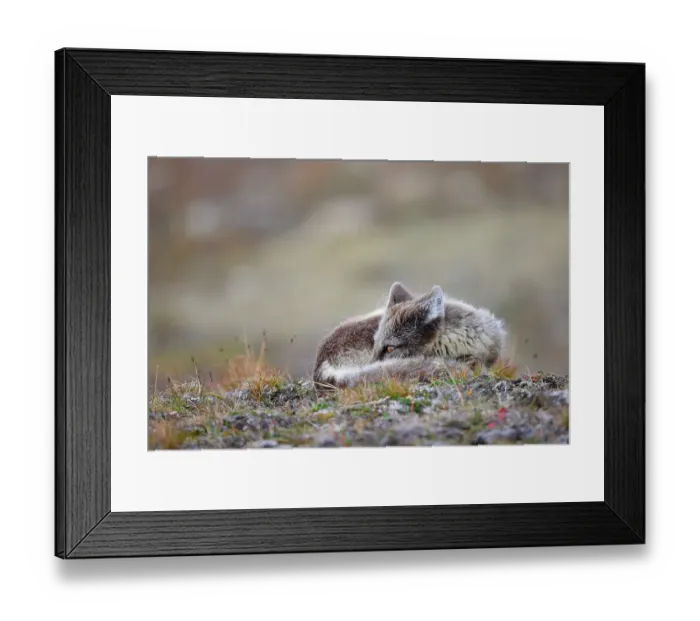 Framed Print : Arctic fox (Vulpes lagopus) resting in grass, Isfjorden, Svalbard, Norway, July Framed Print : Arctic fox (Vulpes lagopus) resting in grass, Isfjorden, Svalbard, Norway, July