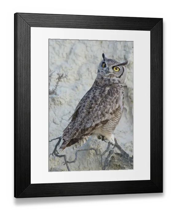 Framed Print : South American great horned owl (Bubo virginianus nacurutu) perched on branch, Peninsula Valdes, Patagonia, Argentina