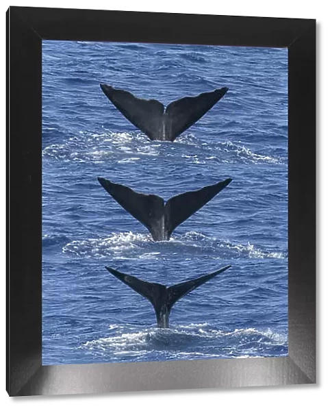 Sequence of tail fluke of Sperm whale (Physeter macrocephalus) diving. Dominica. Caribbean Sea, Atlantic Ocean. Digital composite