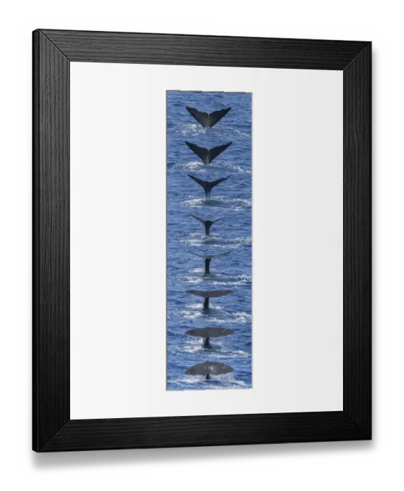 Framed Print : Sequence of tail fluke of Sperm whale (Physeter macrocephalus) diving. Dominica. Caribbean Sea, Atlantic Ocean. Digital composite Framed Print : Sequence of tail fluke of Sperm whale (Physeter macrocephalus) diving. Dominica. Caribbean Sea, Atlantic Ocean. Digital composite