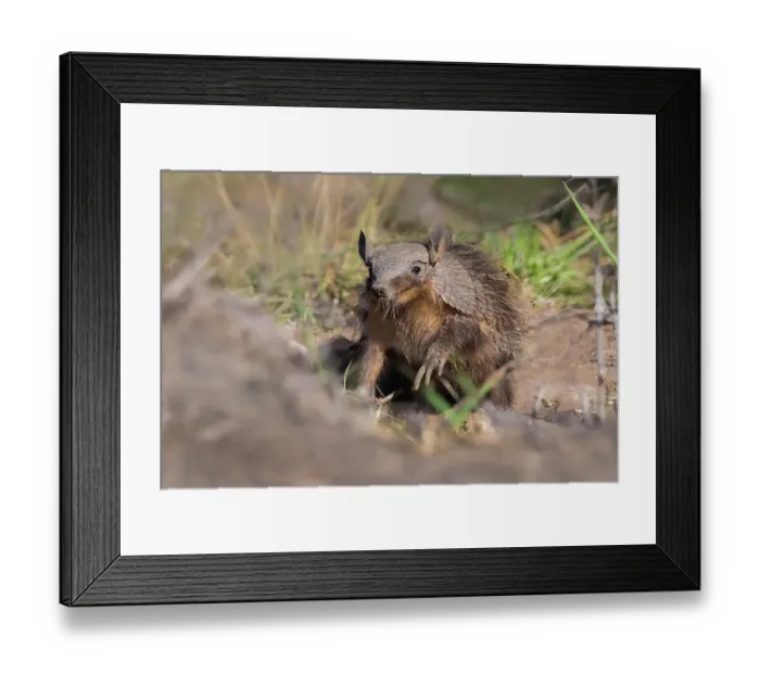 Framed Print : Pichi / Dwarf armadillo (Zaedyus pichiy) in grassland, La Pampa Province, Patagonia, Argentina Framed Print : Pichi / Dwarf armadillo (Zaedyus pichiy) in grassland, La Pampa Province, Patagonia, Argentina