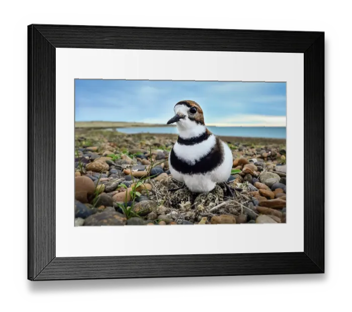 Framed Print : Two banded plover (Charadrius falklandicus) female, incubating eggs on nest on pebbly beach, Cerro Avanzado protected area, Chubut, Patagonia, Argentina Framed Print : Two banded plover (Charadrius falklandicus) female, incubating eggs on nest on pebbly beach, Cerro Avanzado protected area, Chubut, Patagonia, Argentina