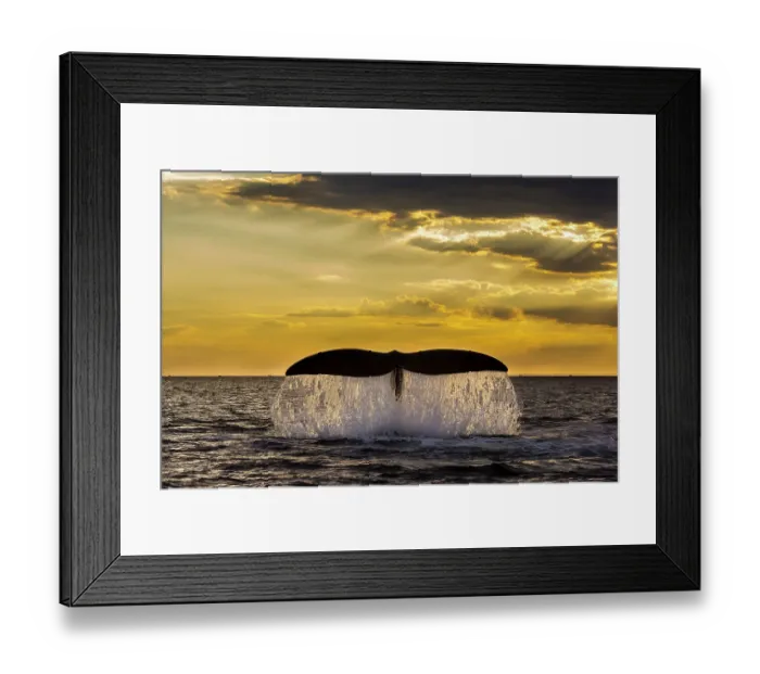 Framed Print : Southern right whale (Eubalaena Australis) tail fluke breaching the ocean surface against a golden sunset, Peninsula Valdes, Patagonia, Argentina, Atlantic Ocean Framed Print : Southern right whale (Eubalaena Australis) tail fluke breaching the ocean surface against a golden sunset, Peninsula Valdes, Patagonia, Argentina, Atlantic Ocean