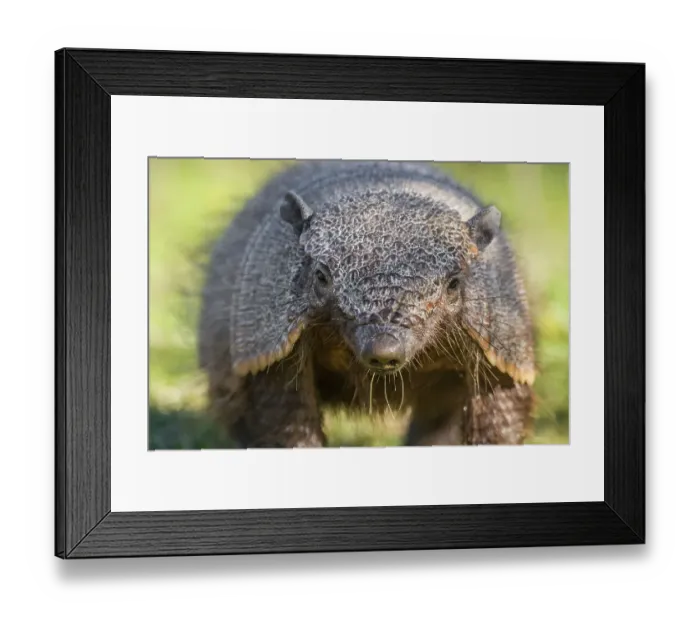 Framed Print : Large hairy armadillo (Chaetophractus villosus) portrait, Peninsula Valdes, Patagonia, Argentina Framed Print : Large hairy armadillo (Chaetophractus villosus) portrait, Peninsula Valdes, Patagonia, Argentina