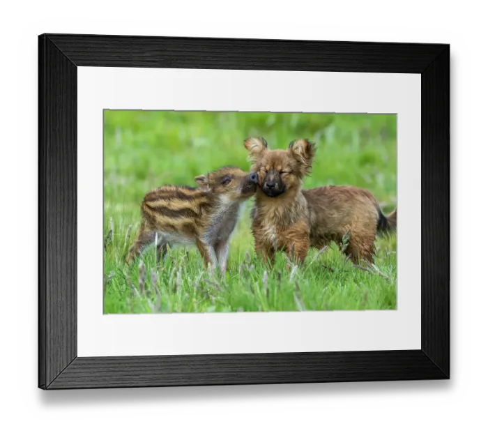 Framed Print : Wild boar (Sus scrofa) piglet nuzzling a dog, La Pampa province, Patagonia, Argentina. Captive Framed Print : Wild boar (Sus scrofa) piglet nuzzling a dog, La Pampa province, Patagonia, Argentina. Captive