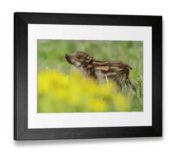 Framed Print : Wild boar (Sus scrofa) piglet, sniffing the air, La Pampa province, Patagonia, Argentina. Captive Framed Print : Wild boar (Sus scrofa) piglet, sniffing the air, La Pampa province, Patagonia, Argentina. Captive