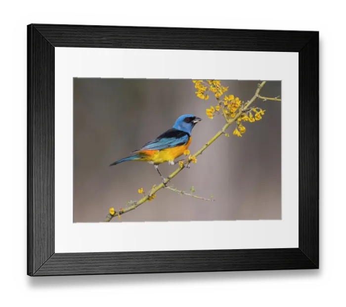 Framed Print : Blue and yellow tanager (Thraupis bonariensis), perched on a branch of flowering Chanar (Geoffroea decorticans), Calden Forest, La Pampa, Patagonia, Argentina Framed Print : Blue and yellow tanager (Thraupis bonariensis), perched on a branch of flowering Chanar (Geoffroea decorticans), Calden Forest, La Pampa, Patagonia, Argentina