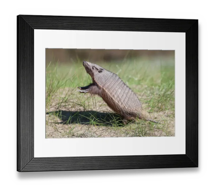 Framed Print : Large hairy armadillo (Chaetophractus villosus) standing on hind legs, Peninsula Valdes, Patagonia, Argentina Framed Print : Large hairy armadillo (Chaetophractus villosus) standing on hind legs, Peninsula Valdes, Patagonia, Argentina