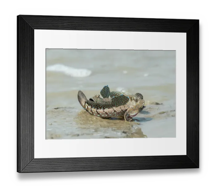 Framed Print : Two Blue spotted mud skippers (Boleophthalmus boddarti) fighting at water's edge, Sunderban tiger reserve, West Bengal, India Framed Print : Two Blue spotted mud skippers (Boleophthalmus boddarti) fighting at water's edge, Sunderban tiger reserve, West Bengal, India