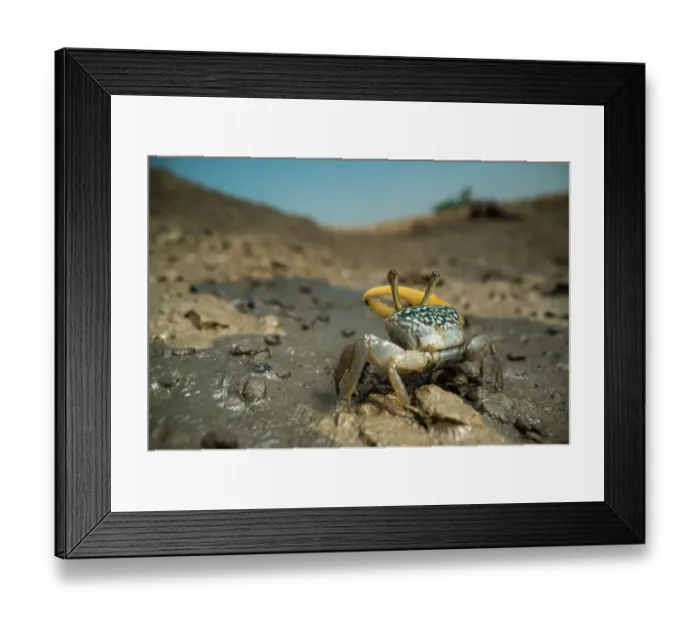 Framed Print : Yellow fiddler crab (Uca sp. ) portrait, Sunderban tiger reserve, West Bengal, India Framed Print : Yellow fiddler crab (Uca sp. ) portrait, Sunderban tiger reserve, West Bengal, India