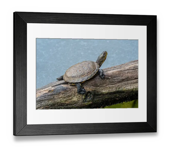 Framed Print : European pond turtle (Emys orbicularis) basking in the sun on fallen tree trunk in pond, France. April Framed Print : European pond turtle (Emys orbicularis) basking in the sun on fallen tree trunk in pond, France. April