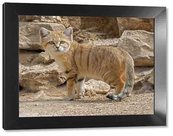 Sand cat (Felis margarita) portrait. Captive, occurs in North Africa, the Arabian Peninsula, Pakistan and the Middle East
