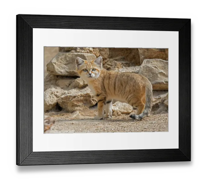 Framed Print : Sand cat (Felis margarita) portrait. Captive, occurs in North Africa, the Arabian Peninsula, Pakistan and the Middle East Framed Print : Sand cat (Felis margarita) portrait. Captive, occurs in North Africa, the Arabian Peninsula, Pakistan and the Middle East