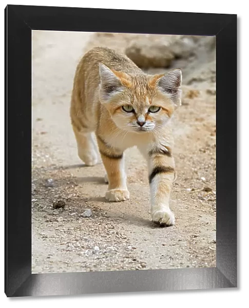 Sand cat (Felis margarita) walking over sandy ground. Captive, occurs in North Africa, the Arabian Peninsula, Pakistan and the Middle East