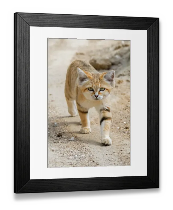 Framed Print : Sand cat (Felis margarita) walking over sandy ground. Captive, occurs in North Africa, the Arabian Peninsula, Pakistan and the Middle East Framed Print : Sand cat (Felis margarita) walking over sandy ground. Captive, occurs in North Africa, the Arabian Peninsula, Pakistan and the Middle East