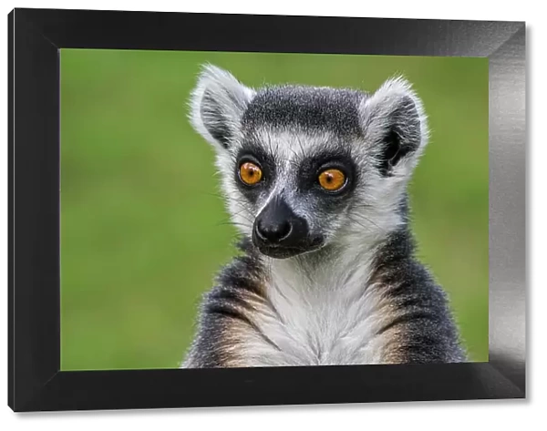 Ring-tailed lemur (Lemur catta) head portrait. Captive, occurs in Madagascar, Endangered