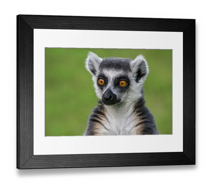 Framed Print : Ring-tailed lemur (Lemur catta) head portrait. Captive, occurs in Madagascar, Endangered Framed Print : Ring-tailed lemur (Lemur catta) head portrait. Captive, occurs in Madagascar, Endangered