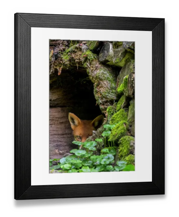 Framed Print : Red fox (Vulpes vulpes) hiding in hollow tree trunk in forest, Germany. September Framed Print : Red fox (Vulpes vulpes) hiding in hollow tree trunk in forest, Germany. September