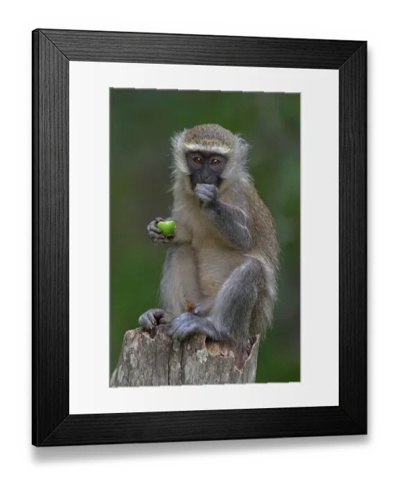 Framed Print : Vervet (Chlorocebus pygerythrus) sitting on tree stump eating fruit, Uganda