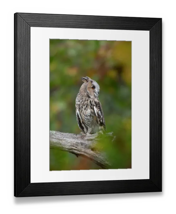 Framed Print : Long eared owl (Asio otus) perched on branch, Hampshire, UK. October. Captive, controlled conditions Framed Print : Long eared owl (Asio otus) perched on branch, Hampshire, UK. October. Captive, controlled conditions