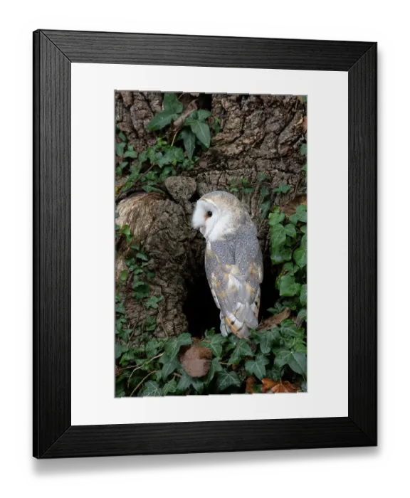 Framed Print : Barn owl (Tyto alba) perched at entrance to tree hollow, Hampshire, UK. October. Captive, controlled conditions Framed Print : Barn owl (Tyto alba) perched at entrance to tree hollow, Hampshire, UK. October. Captive, controlled conditions