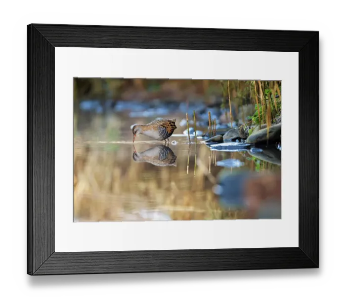 Framed Print : Water rail (Rallus aquaticus) foraging near edge of stream, Dumfries and Galloway, Scotland, UK Framed Print : Water rail (Rallus aquaticus) foraging near edge of stream, Dumfries and Galloway, Scotland, UK