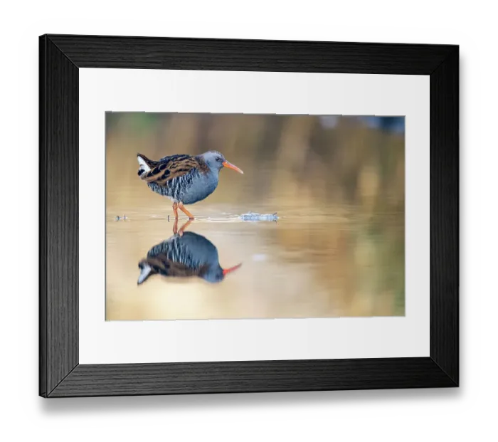 Framed Print : Water rail (Rallus aquaticus) wading through water, Dumfries and Galloway, Scotland, UK Framed Print : Water rail (Rallus aquaticus) wading through water, Dumfries and Galloway, Scotland, UK