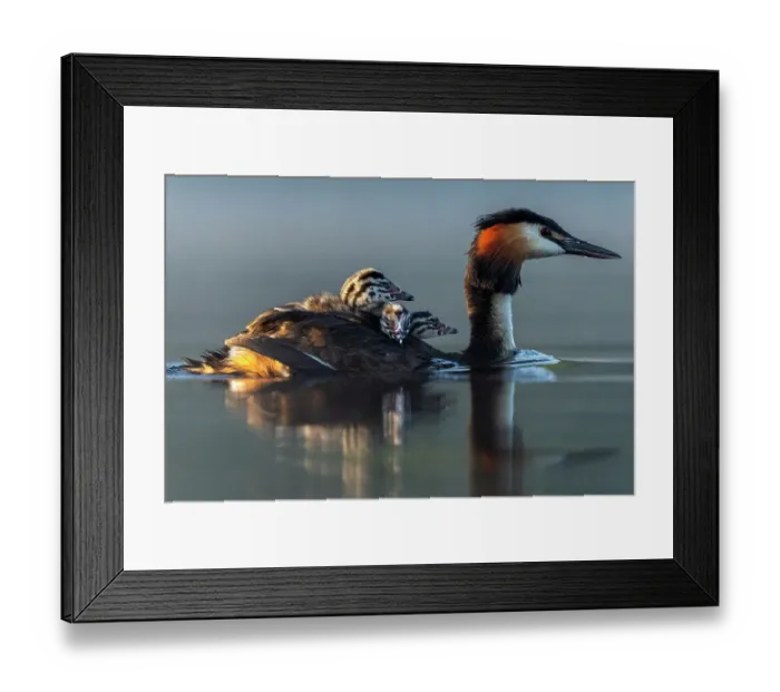 Framed Print : Great crested grebe (Podiceps cristatus) carring three chicks on its back, Valkenhorst nature reserve, Valkenswaard, The Netherlands Framed Print : Great crested grebe (Podiceps cristatus) carring three chicks on its back, Valkenhorst nature reserve, Valkenswaard, The Netherlands