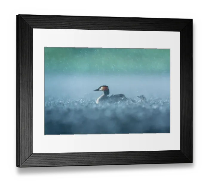 Framed Print : Great crested grebe (Podiceps cristatus) with chick on water during rainfall, Valkenhorst nature reserve, Valkenswaard, The Netherlands. June Framed Print : Great crested grebe (Podiceps cristatus) with chick on water during rainfall, Valkenhorst nature reserve, Valkenswaard, The Netherlands. June