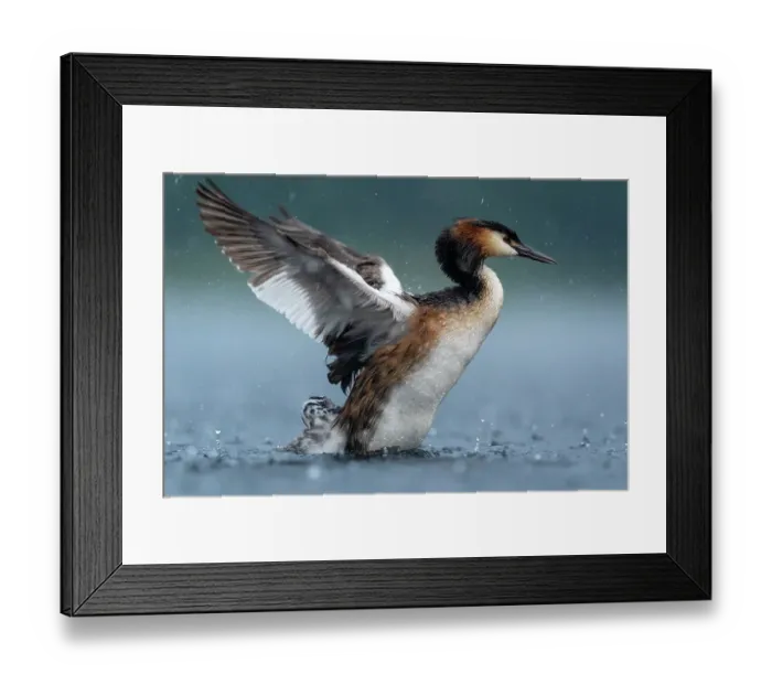 Framed Print : Great crested grebe (Podiceps cristatus) stretching its wings and shaking off its chick during rainfall, Valkenhorst nature reserve, Valkenswaard, The Netherlands. June