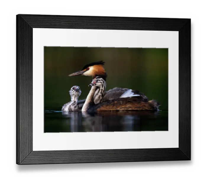 Framed Print : Great crested grebe (Podiceps cristatus) on water with two chicks, carrying one on its back, Valkenhorst nature reserve, Valkenswaard, The Netherlands. June Framed Print : Great crested grebe (Podiceps cristatus) on water with two chicks, carrying one on its back, Valkenhorst nature reserve, Valkenswaard, The Netherlands. June