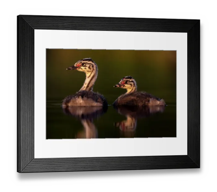 Framed Print : Two Great crested grebe (Podiceps cristatus) chicks on water in early morning light, Valkenhorst nature reserve, Valkenswaard, The Netherlands. June Framed Print : Two Great crested grebe (Podiceps cristatus) chicks on water in early morning light, Valkenhorst nature reserve, Valkenswaard, The Netherlands. June