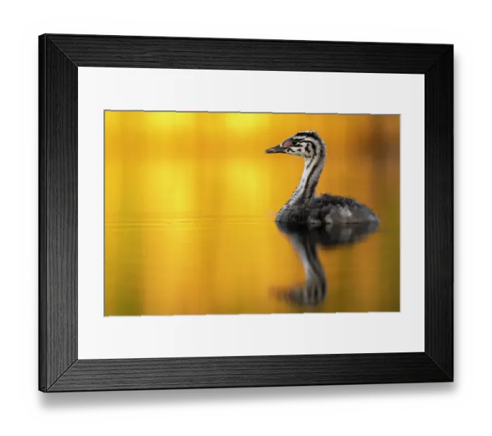 Framed Print : Great crested grebe (Podiceps cristatus) chick on water in early morning light, Valkenhorst nature reserve, Valkenswaard, The Netherlands. June Framed Print : Great crested grebe (Podiceps cristatus) chick on water in early morning light, Valkenhorst nature reserve, Valkenswaard, The Netherlands. June